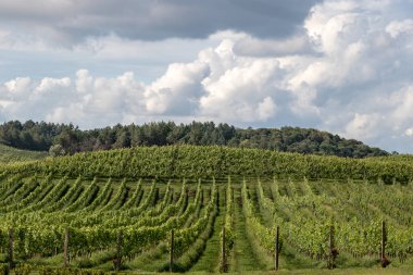 Üzüm tarlaları, şarap ve mavi gökyüzü