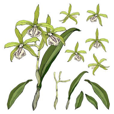 Isolated green orchid cattleya on white. Different color, elements for floral season design.