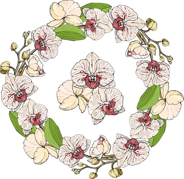 手描き自然な花輪または白地に蘭コチョウランの繊細な花が枝のフレーム ラウンド — ストックベクタ