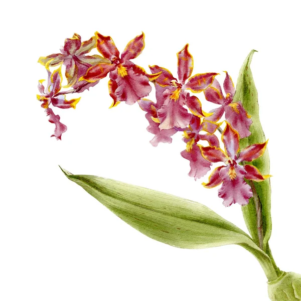 Suluboya orkide dalı, beyaz bir arka plan üzerinde izole el çizilmiş çiçek illüstrasyon.