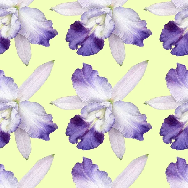 Orkide Suluboya Çizimler Renk Arka Plan Izole Renkli Orkide Ile — Stok fotoğraf