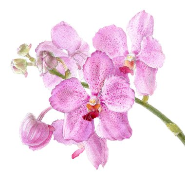 Suluboya orkide vanda şube, beyaz bir arka plan üzerinde izole el çizilmiş çiçek illüstrasyon.