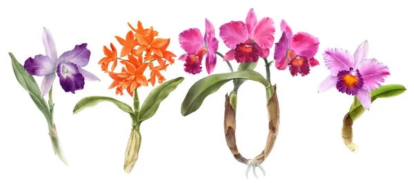 Akvarel Různých Orchidejí Ručně Kreslené Květinové Ilustrace Izolované Bílém Pozadí — Stock fotografie