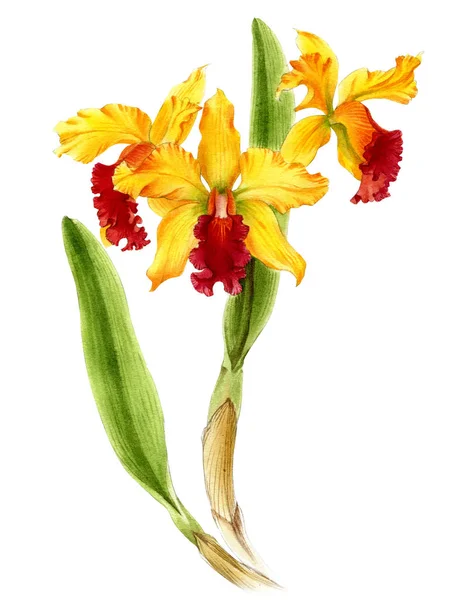 Akvarel Cattleya Větev Orchidejí Ručně Kreslené Květinové Ilustrace Izolované Bílém — Stock fotografie