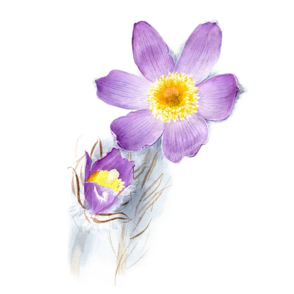 Watercolor Anemone Patens Hand Drawn Floral Illustration Isolated White Background — Stock Photo, Image