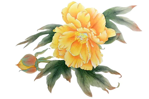 Watercolor Yellow Peony Illustrations Isolated Object White Background — Stock Photo, Image