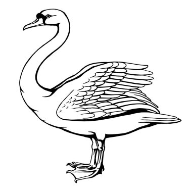 Kuğu. Heraldry, ne zaman? Beyaz vektör çiziminde yalıtılmış el çizilmiş.