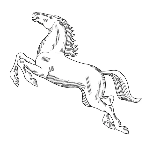 Skákací Kůň Heraldika Tažené Ruce Izolované Bílém Vektorovém Obrázku — Stockový vektor