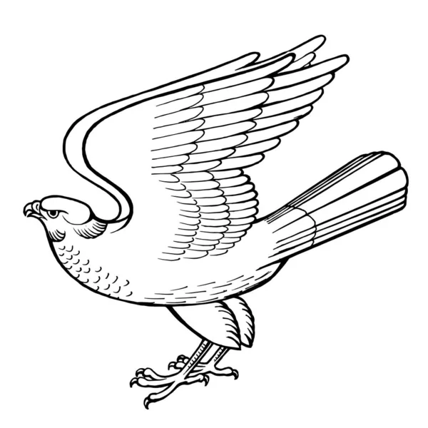 Falcon Heraldik Hand Dras Isolerade Vit Vektor Illustration — Stock vektor