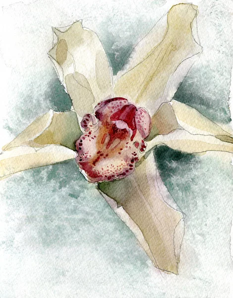Όμορφη Τρυφερή Ρομαντική Λουλούδι Ορχιδέα Κατασκευασμένο Στην Τεχνική Των Υδατικών — Φωτογραφία Αρχείου