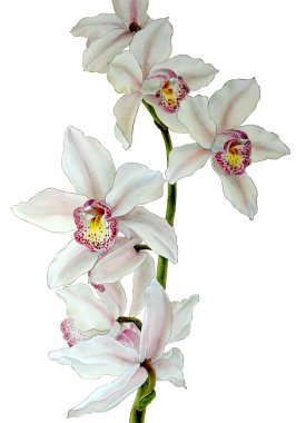 Suluboya cymbidium orkide dalı, beyaz bir arka plan üzerinde izole elle çizilmiş çiçek illüstrasyon.