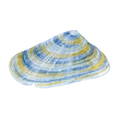 Menü nüz veya tasarımınız için beyaz arka planda suluboya deniz kabuğu.