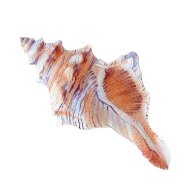 Menü nüz veya tasarımınız için beyaz arka planda suluboya deniz kabuğu.