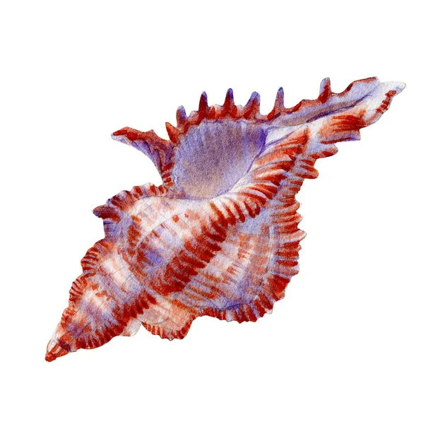 Watercolor Seashell Vit Bakgrund För Din Meny Eller Design — Stockfoto