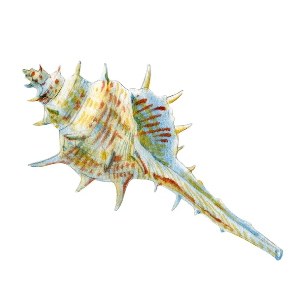 Aquarell Muschel Auf Weißem Hintergrund Für Ihr Menü Oder Design — Stockfoto