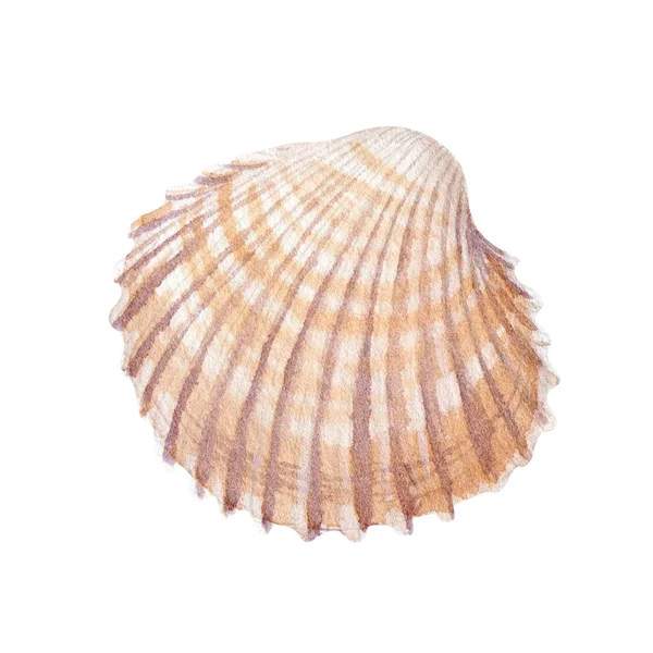 Watercolor Seashell Vit Bakgrund För Din Meny Eller Design — Stockfoto