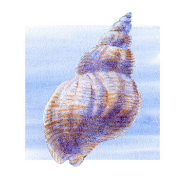 Menü, tebrik kartları, davetiyeler ve herhangi bir tasarım için beyaz bir arka plan üzerinde deniz kabukları ve dalgalar suluboya seti.