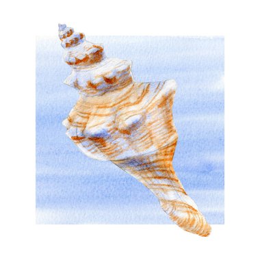 Menü, tebrik kartları, davetiyeler ve herhangi bir tasarım için beyaz bir arka plan üzerinde deniz kabukları ve dalgalar suluboya seti.