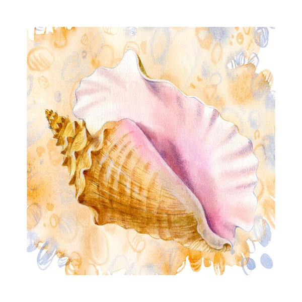 Watercolor Set Seashells White Background Your Menu Design — Stock Photo, Image