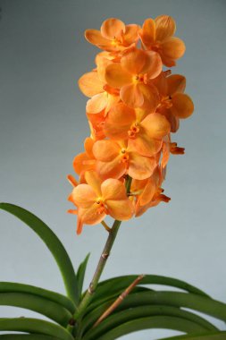 Güzel turuncu orkide (Ascocentrum x Vanda).