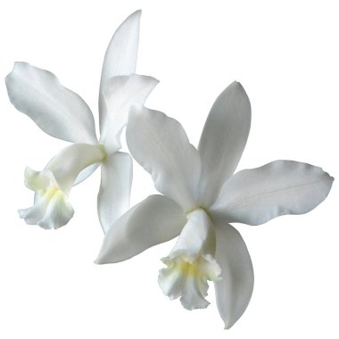 Beyaz Cattleya Orkidesi beyaz üzerine izole.