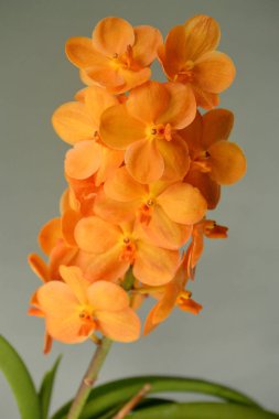 Güzel turuncu orkide (Ascocentrum x Vanda).