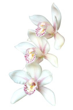 Cymbidium Orkidesi beyaza izole edildi.