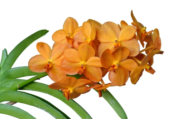 Krásná Oranžová Orchidej Ascocentrum Vanda — Stock fotografie