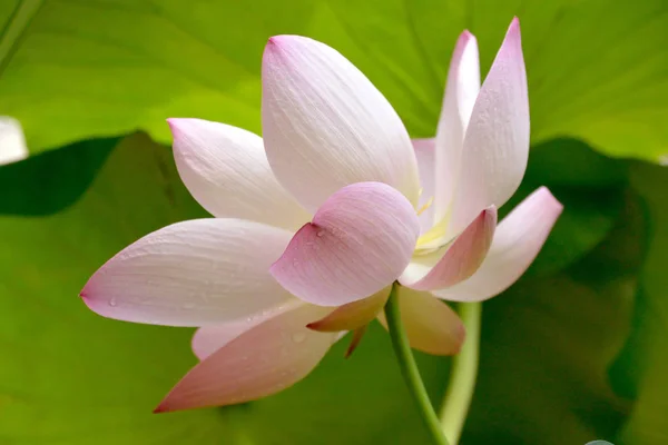 Loto brillantemente florecido. Hermoso fondo de flor de loto, natu — Foto de Stock