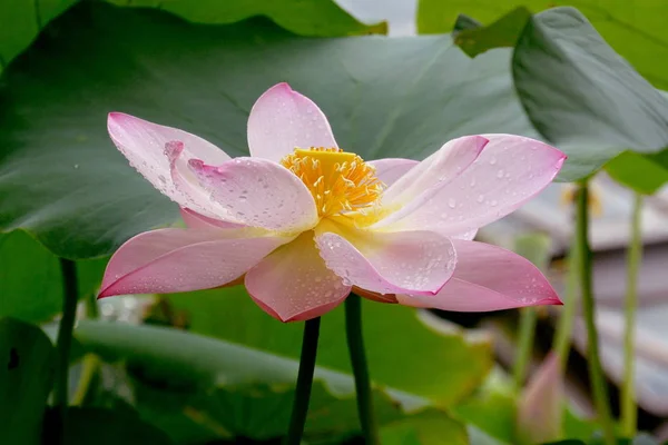Ragyogóan Virágzó Lótusz Gyönyörű Lótuszvirág Háttér Természetes Háttér — Stock Fotó