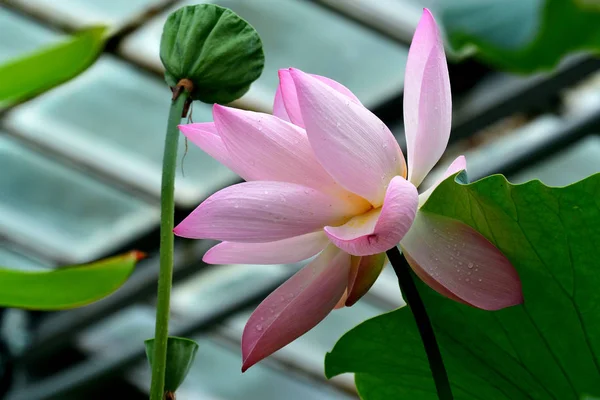 Ragyogóan Virágzó Lótusz Gyönyörű Lótuszvirág Háttér Természetes Háttér — Stock Fotó