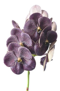 Siyah orkide vanda (koyu çikolata) beyaz üzerine izole edilmiş.