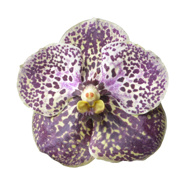 Fiore Orchidea Scura Vanda Cioccolato Fondente Isolato Bianco — Foto Stock