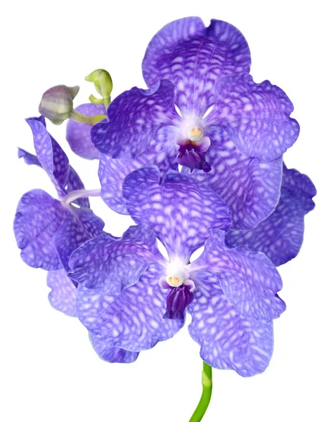 Фиолетовая Орхидея Ванда Волшебный Синий Изолирована Белом — стоковое фото