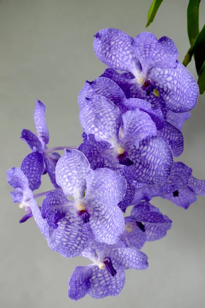 Vanda Bleu Fleurit Magnifiquement Sur Fond Gris — Photo