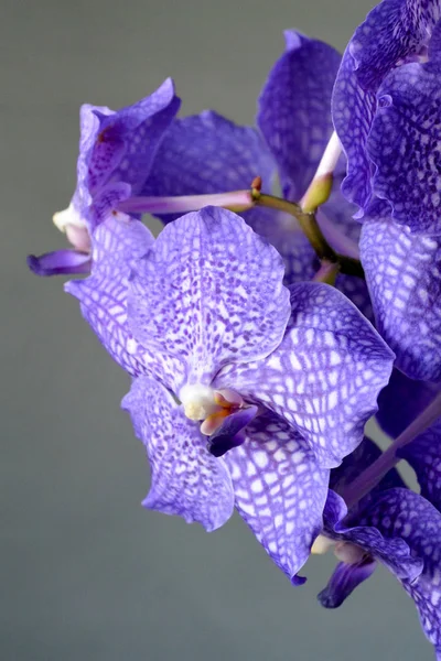 Фиолетовый Синий Цветок Орхидеи Ванда Волшебный Синий — стоковое фото