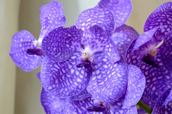 Фиолетовый Синий Цветок Орхидеи Ванда Волшебный Синий — стоковое фото