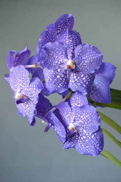 Blu Porpora Fiore Orchidea Vanda Magic Blue — Foto Stock