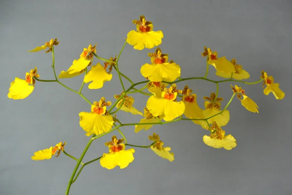 Orquídea Oncidium Azúcar Dulce —  Fotos de Stock