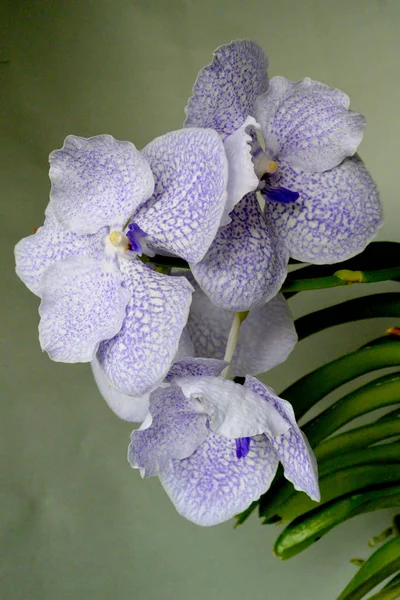 Белый Пурпурной Красивой Орхидеей Ванда — стоковое фото
