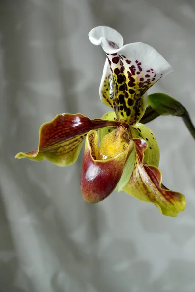 Paphiopedilum Orchid Lady Slipper Orchid — стокове фото