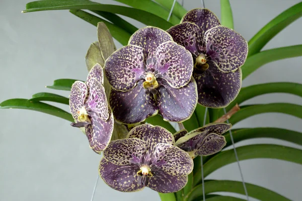 Orchidea Scura Vanda Cioccolato Fondente — Foto Stock