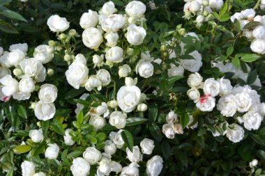 Güzel beyaz bahçe gülleri. Saint Petersburg Botanik Bahçesi.