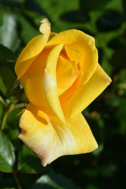 Yeşil arka planda güzel sarı bir bahçe gülü. Saint Petersburg Botanik Bahçesi.