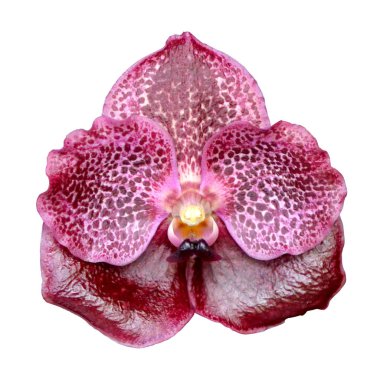 Burgonya orkide çiçekleri vanda beyaz üzerinde izole.