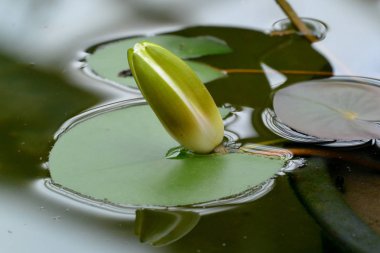 Beyaz Nymphaea 'lı Bud ya da gölette yeşil yapraklı Mısırlı lotus..