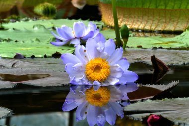 Mor ve beyaz su nilüfer çiçeği gölette dev bir çay..