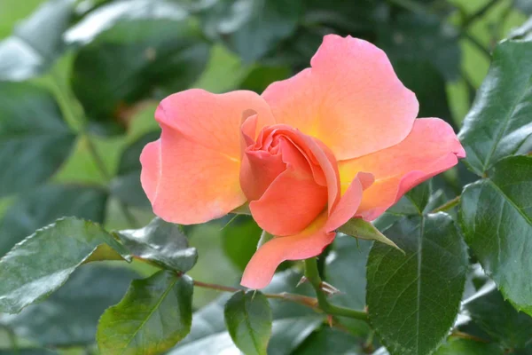 Hermoso Jardín Coral Claro Levantó Sobre Fondo Verde Jardín Botánico —  Fotos de Stock