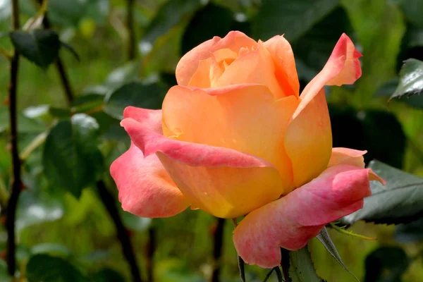 Bellissimo Giardino Arancione Rosa Sfondo Verde Giardino Botanico Sainkt Petersburg — Foto Stock