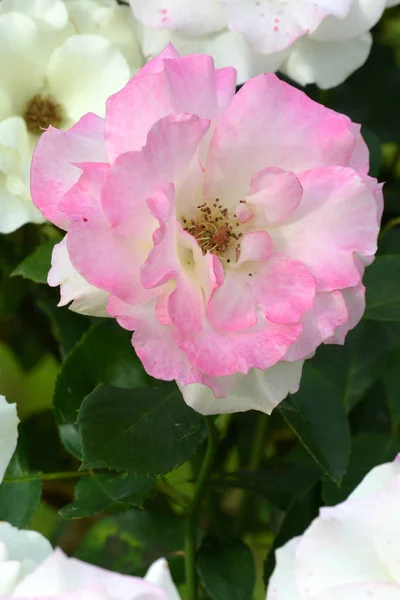 Belle Rose Clair Jardin Rose Sur Fond Vert Variété Charles — Photo